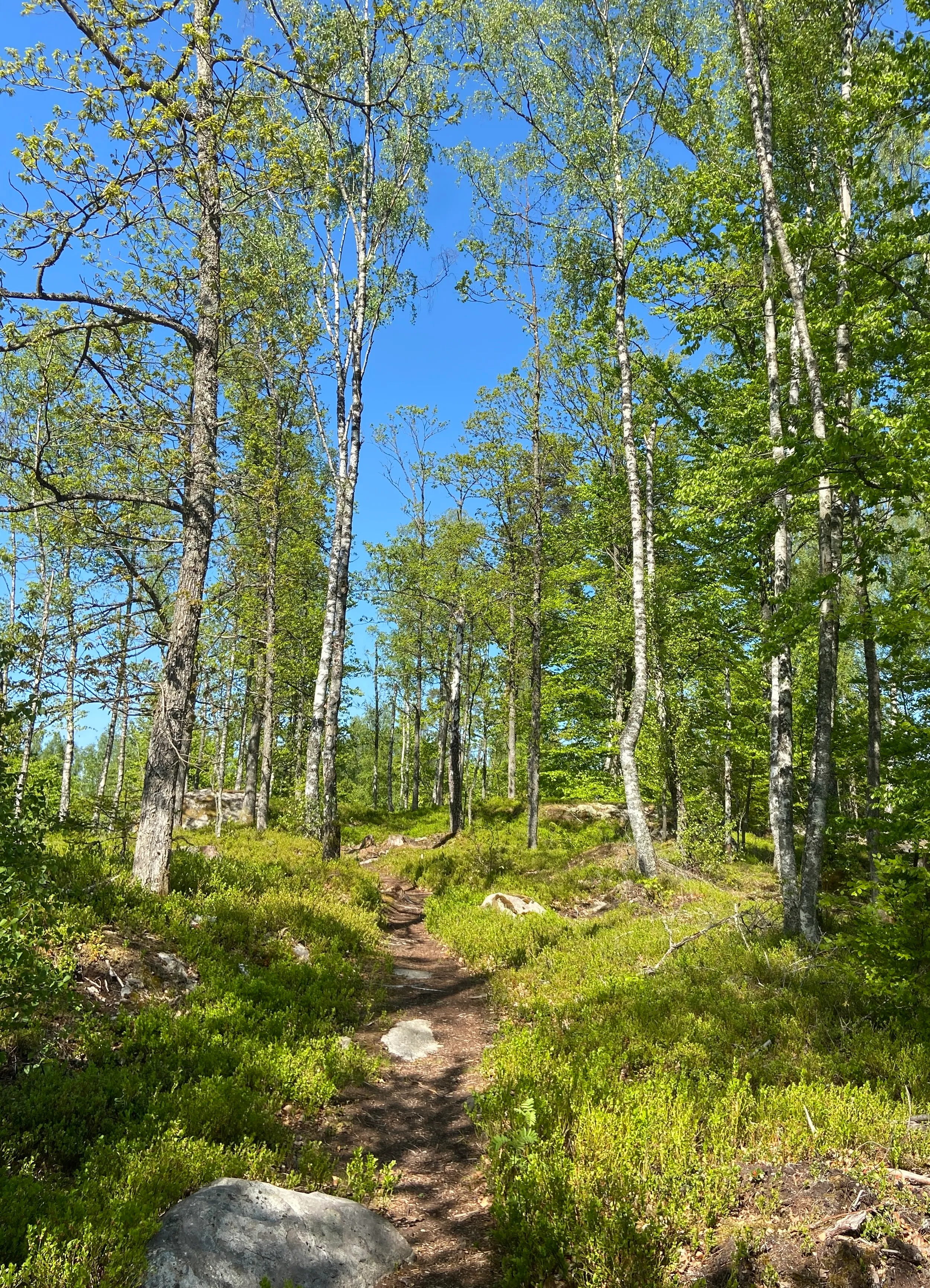 A new path. The image shows a winding dirt trail meanders through a bright Nordic forest on a sunny day. Tall birch trees with distinctive white bark and fresh green foliage line both sides of the path, interspersed with other deciduous trees. The forest floor is covered in vibrant green moss and low vegetation, with scattered granite boulders and rocky outcroppings. Dappled sunlight filters through the leafy canopy above, creating a luminous, peaceful woodland scene under a clear blue sky.